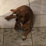 Photo of a dog found in Saint Andre