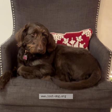 Photo 1/1 Bell Dog lost in Powell