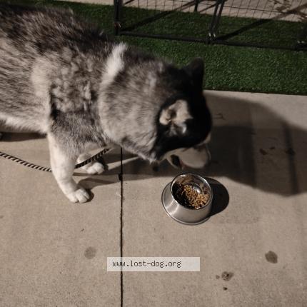 Picture of dog found at Azusa