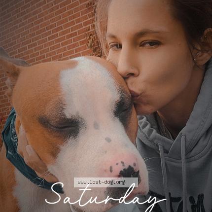 Photo 1/1 gunner Dog lost in Valparaiso