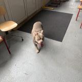 Picture of dog found at Corbeil Essonnes