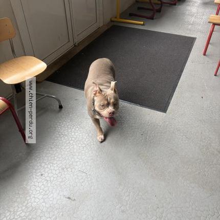 Photo 1/1 Found dog Found in Corbeil essonnes