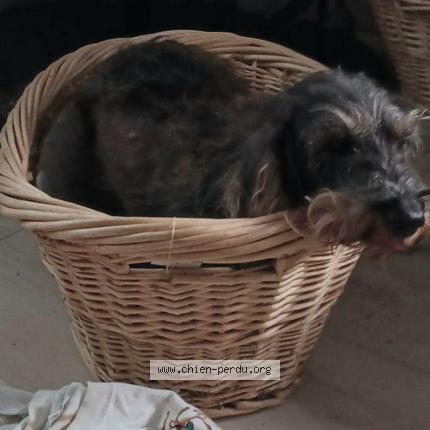 Foto 1/1 Hond teruggevonden Gevonden in Oignies En Thierache