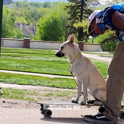 Photo 1/1 Angel Dog lost in Colorado springs