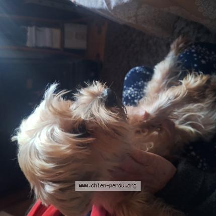 Photo 1/1 Found dog Found in Nice