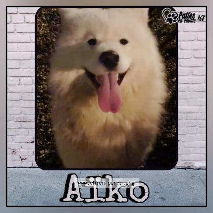 Photo 1/1 Aiko Chien lost in Agen