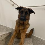 Picture of dog found at Arles