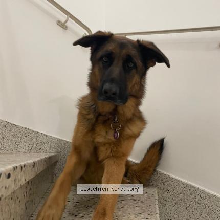 Photo 1/1 Found dog Found in Arles