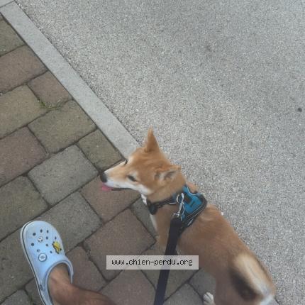 Photo 1/1 Arko Chien lost in Saint andre les vergers