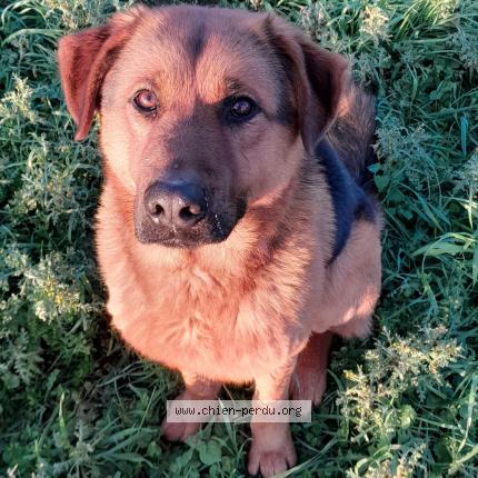 Photo 1/1 TogoTogom Chien lost in Livre la touche