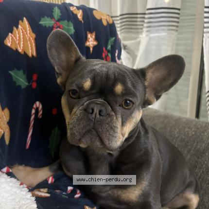 Photo 1/1 Joy Chien lost in Erondelle