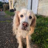 Picture of dog lost at Fargues Saint Hilaire