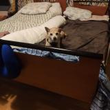 Picture of dog lost at Tours