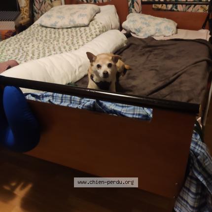 Photo 1/1 Ganesa Chien lost in Tours