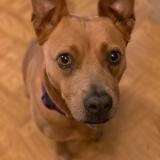 Picture of dog lost at San Antonio