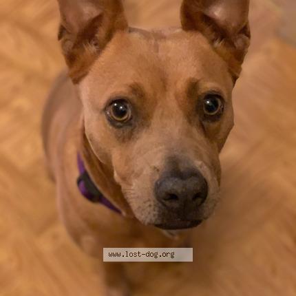 Photo 1/1 Mari- Mariposa Dog lost in San antonio