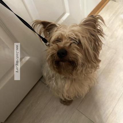 Photo 1/1 Found dog Found in Lansing