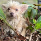 Picture of dog lost at San Antonio