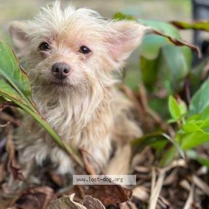 Photo 1/1 Pixie Dog lost in San antonio