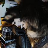 Picture of dog lost at Seattle