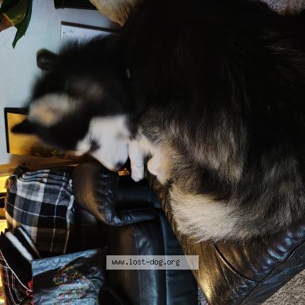 Photo 1/1 Tice Dog lost in Seattle