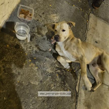 Photo 1/1 Found dog Found in Lima santiago de surco