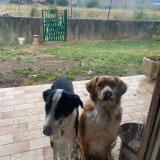 Picture of dog lost at Mauguio