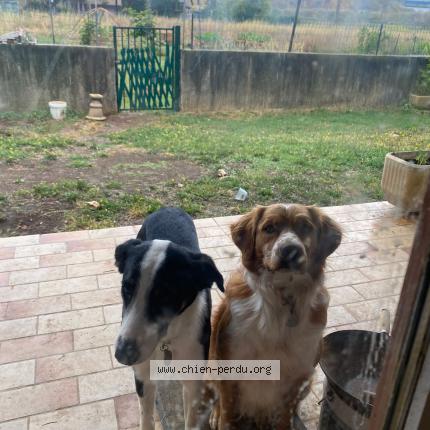 Photo 1/1 Sirius Dog lost in Mauguio