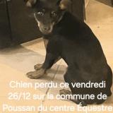 Picture of dog lost at Poussan