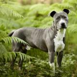 Picture of dog lost at St Avertin