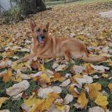 Picture of dog lost at St Avertin