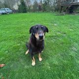 Picture of dog lost at Greuville