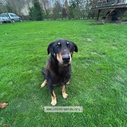 Photo 1/1 Laska Chien lost in Greuville