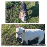 Picture of dog found at Saint Ismier