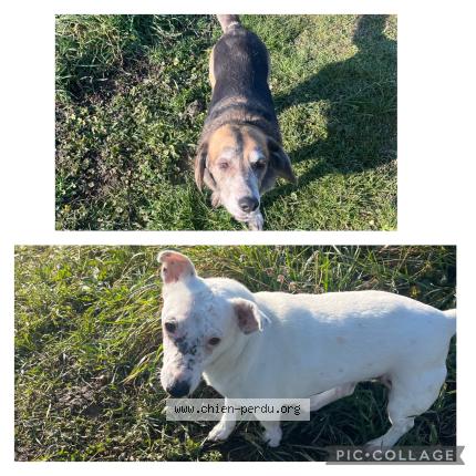 Photo 1/1 Found dog Found in Saint ismier