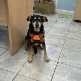 Picture of dog lost at Saint Louis