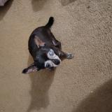 Picture of dog lost at Memphis