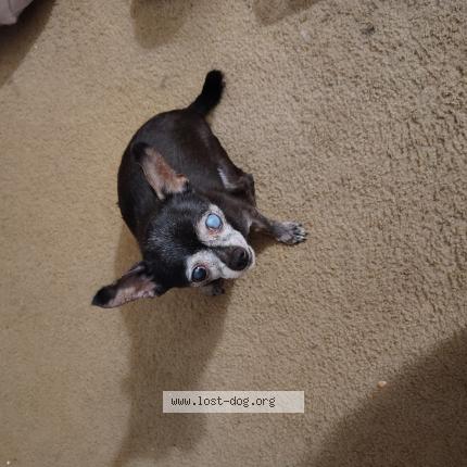 Photo 1/1 Tank Chien lost in Memphis