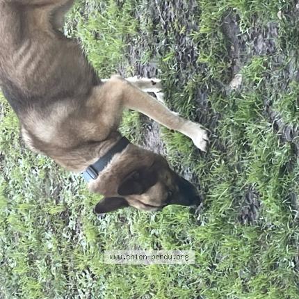 Photo 1/1 Found dog Found in Ligre