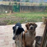 Picture of dog lost at Mauguio