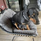 Picture of dog lost at Beaumont