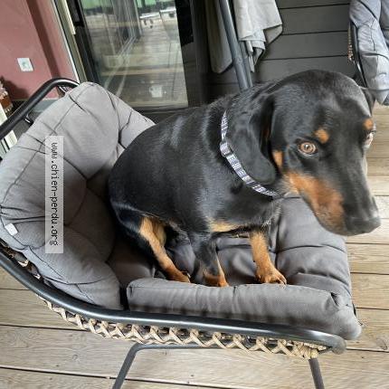 Photo 1/1 Tofu Chien lost in Beaumont