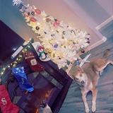 Picture of dog lost at Mesa