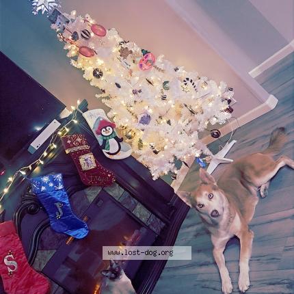 Photo 1/1 Achilles Chien lost in Mesa