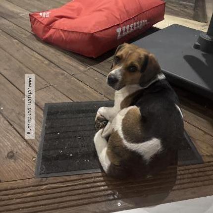 Photo 1/1 Found dog Found in Objat