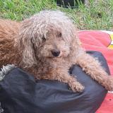 Picture of dog lost at Villa Gral Belgrano