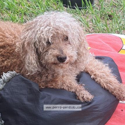 Photo 1/1 THIAGO Chien lost in Villa gral belgrano