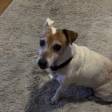 Picture of dog found at Caen