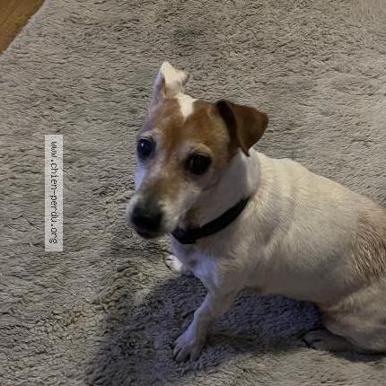 Photo 1/1 Found dog Found in Caen