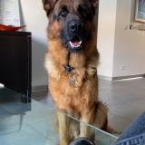 Picture of dog lost at Istres